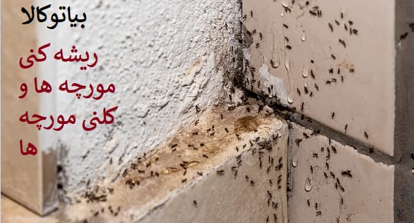 راهکارهای حرفه‌ای برای ریشه‌کنی مورچه‌ها در فضای باز و بسته